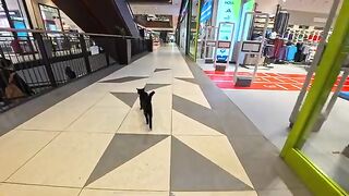The shopping mall cat patrols the sales floor in the morning