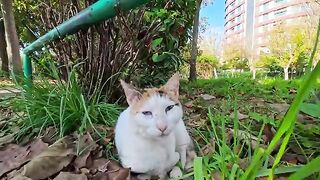 A cat sleeping in the park woke up when it sensed someone and came over to be petted. It was so cute!