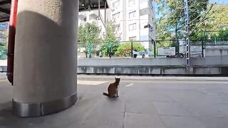 When I stroked a cat waiting for a train on the platform, it started purring happily.