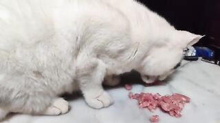 Late Night Snacks