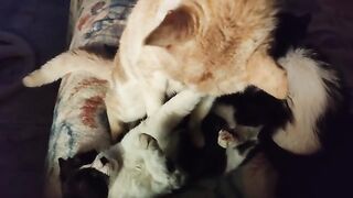 Enid v Emo. The battle continues.