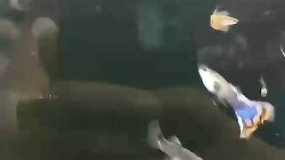 Ornamental fish with colorful patterns