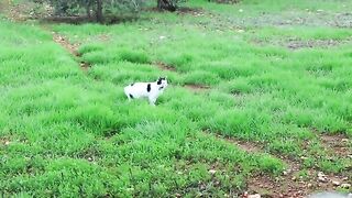 Chilli Pepper  Home From Hospital.