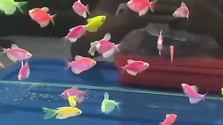 Ornamental fish with refreshing colors