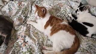 A Smorgasbord of Cats