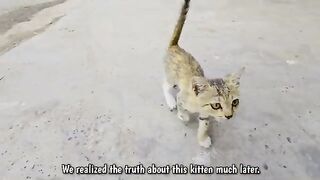 She Raised Her Little Paws, Meowing for Help Until Someone Finally Discovered the Truth