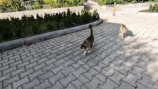 Two cats attack each other at every opportunity