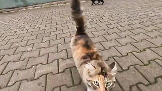 Blind cat Chai and Mimi greeted me with meows and joy