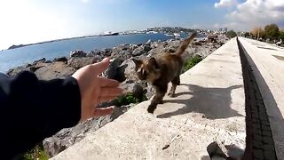 The Unbelievable Love Show of a Kitten Who Fell in Love with the Man Who Saved It from Starvation.