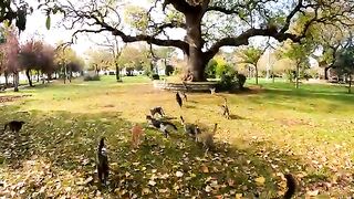 Why Did the Street Cats Go Crazy with Excitement? The Flavor That Gets Cats on Their Feet.