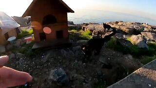 While all the other cats were asking for food, the little black kitten was asking for love.