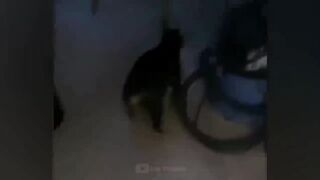 I laughed until tears __ animal jokes __ funny animals