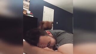 Funny animals - Funny cats / dogs - Funny animal