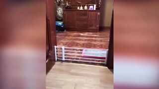 Смешные животные