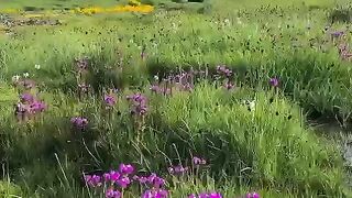 NaturalBeautyofGB