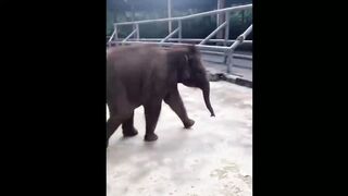 Прикольные видео смешные видео прикол