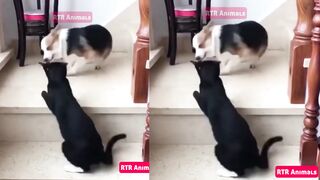Funny dog| Cute dog| My sweet pappy