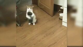Baby Cats - cute and Funny Cat video