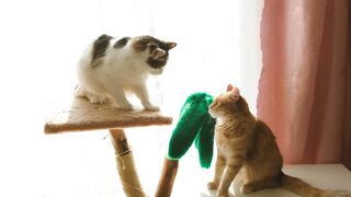 Most Beautiful Cats - Cats Video - Cute and Funny Cat Videos Compilation