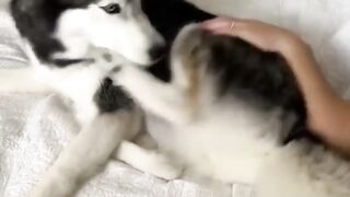 My husky farted