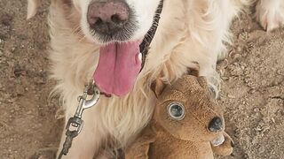 dog with Toys