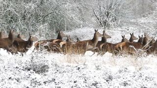 Frozen in Time: Stunning Scenes of Deer Braving the Snow