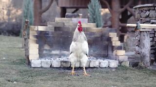 WILDERNESS COOKING