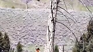 All Animal Funny Very Fun 2023