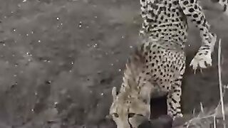 Crocodile attack a jagour || #wildbeest