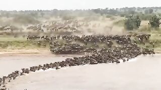 wildbeest crossed the river || #worldanimal #wildbeest
