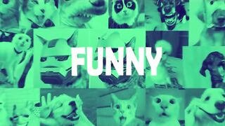 Pets Funny Cute Dog Cat All Animal 2023