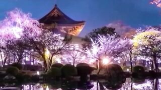 Beautiful view of nature 119