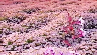 Beautiful view of nature 120