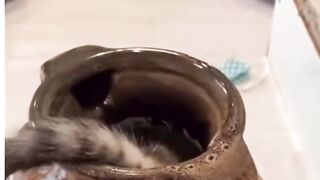 Cat is