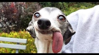 LAUGHED FOR HALF AN HOUR _ FUNNY ANIMALS , CATS DOGS AND OTHERS BEST LAUGHTERS