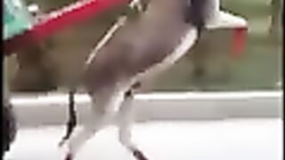 Donkey walk