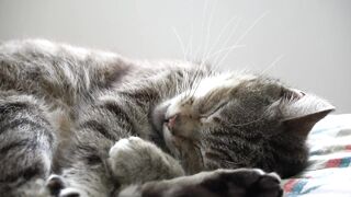 Beautiful Cute Funny Cat video 2023