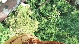 harvest forest honey bees