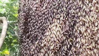 very large forest honey bees