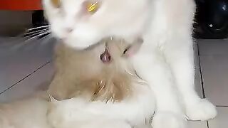 Cat Lover Mochi Videos cat catvideos.mp4
