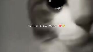 Pal Pal  Talwinder  (Slowed Reverb) Lyrics Status  lyrics edit .mp4