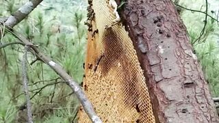 native forest honey bee