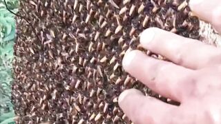 harvesting forest honey bees at high altitudes