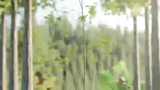 tree learns to dance 1