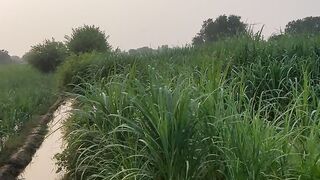 Village summer evening very peaceful