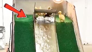 Cute Duck Slide shorts shortsfeed samiyt.mp4