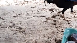 Funny chicken