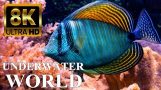 The Underwater World