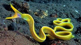 The Top 10 Stunning Deep Sea Animals You Must See to Believe