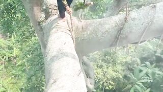 taking forest honey bees